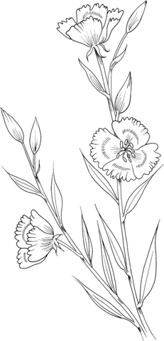 Clarkia Amoena Farewell To Spring Coloring Page